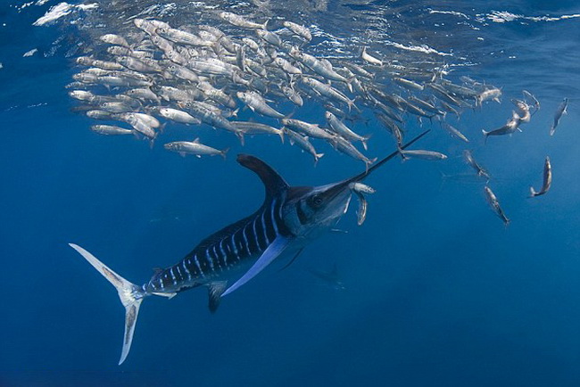 Des Marlins en chasse