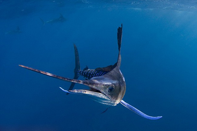 Des Marlins en chasse