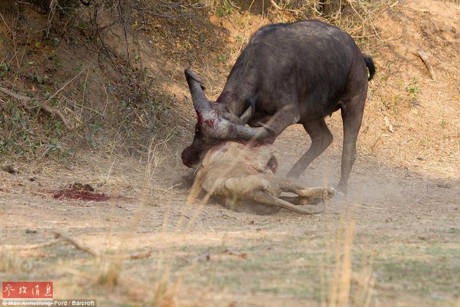 Images : Un buffle tue un lion