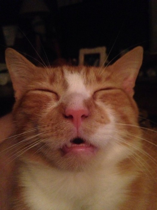 Les chats et leurs expressions faciales