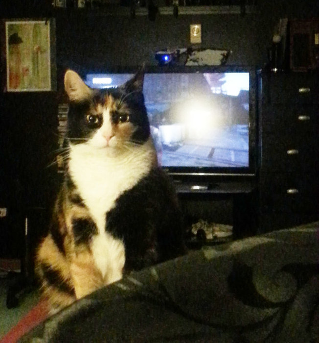 Les chats et leurs expressions faciales