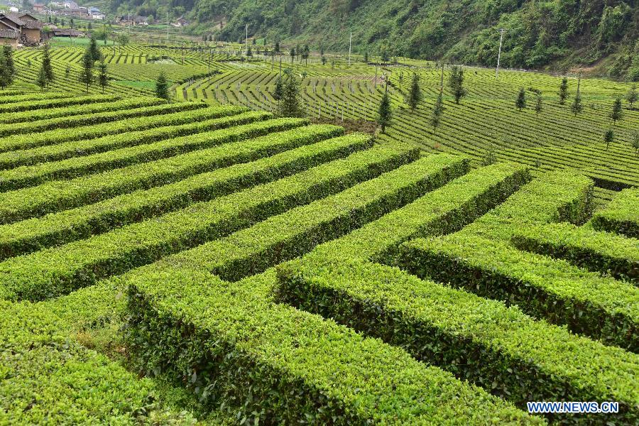 Photo prise le 22 avril 2015 montrant le paysage d'un jardin du thé dans le village de Guanyintang de Yichang, dans la province du Hubei (centre de la Chine). (Xinhua/Du Huaju)