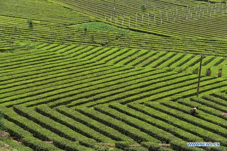 Photo prise le 22 avril 2015 montrant le paysage d'un jardin du thé dans le village de Guanyintang de Yichang, dans la province du Hubei (centre de la Chine). (Xinhua/Du Huaju)