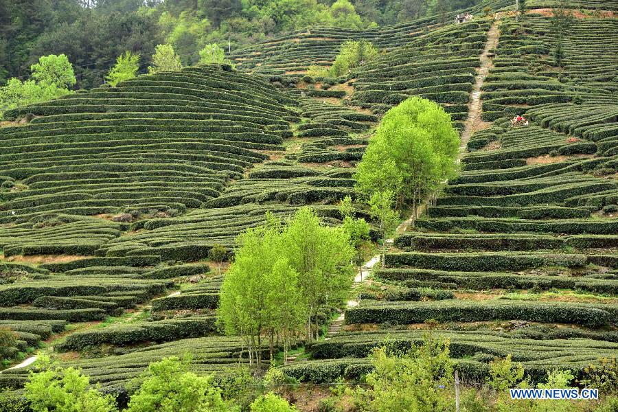 Photo prise le 22 avril 2015 montrant le paysage d'un jardin du thé dans le village de Maliang de Yichang, dans la province du Hubei (centre de la Chine). (Xinhua/Du Huaju)