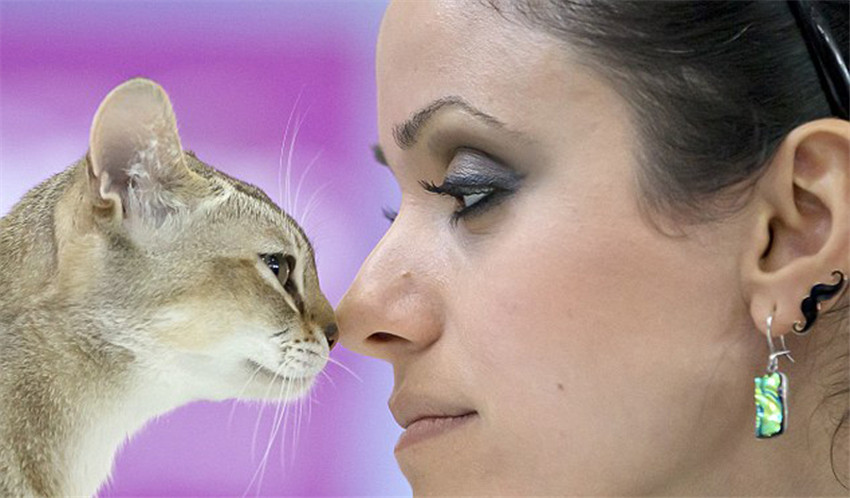 Roumanie : salon international 2015 du chat