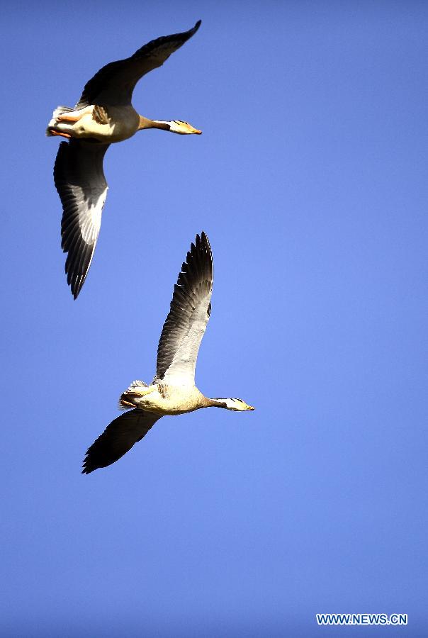 Lac Qinghai: un paradis pour des oiseaux
