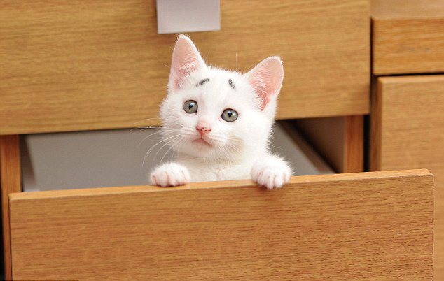 Royaume-Uni : c'est au tour du ? chat inquiet ? de faire le buzz