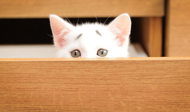 Royaume-Uni : c'est au tour du ? chat inquiet ? de faire le buzz