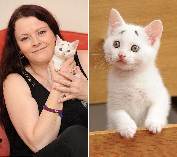 Royaume-Uni : c'est au tour du ? chat inquiet ? de faire le buzz