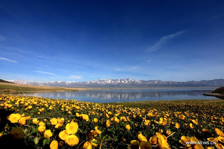 Photo prise le 9 mai 2015 montrant des fleurs en pleine floraison près du lac Sayram, dans la préfecture de Bortala, dans la région autonome ou?goure du Xinjiang (nord-ouest de la China). (Xinhua/Shen Zhijun)