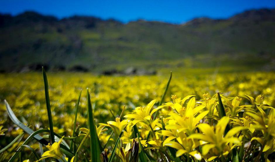 Une belle montagne en fleurs dans le Xinjiang