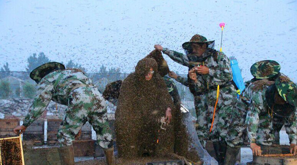 Un manteau d'abeilles de 109,05 kg
