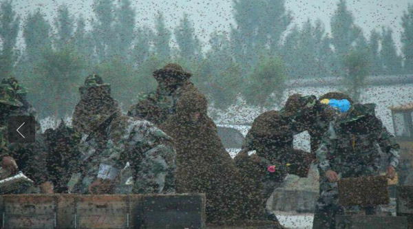 Un manteau d'abeilles de 109,05 kg