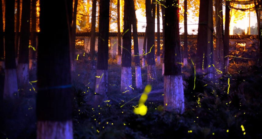 Un incroyable Parc de lucioles à Wuhan
