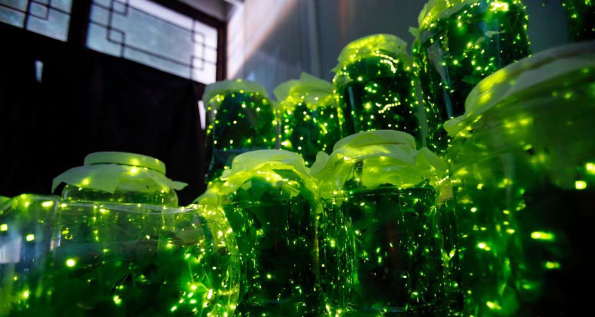 Un incroyable Parc de lucioles à Wuhan