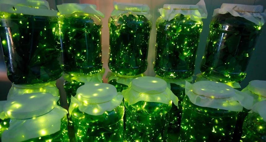 Un incroyable Parc de lucioles à Wuhan