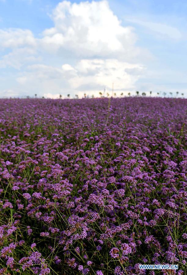 Champs de lavande au Yunnan