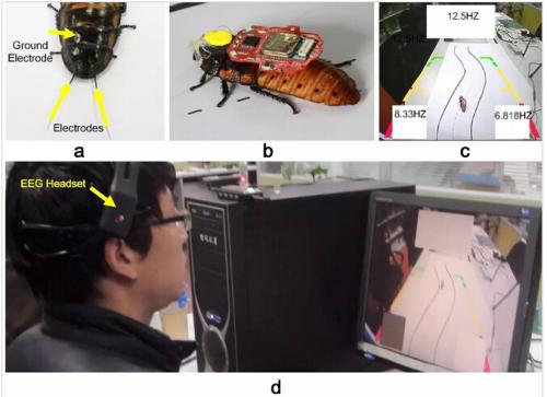 étonnant : Un étudiant chinois arrive à contr?ler un cafard par la pensée