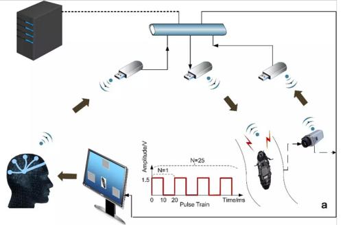 étonnant : Un étudiant chinois arrive à contr?ler un cafard par la pensée