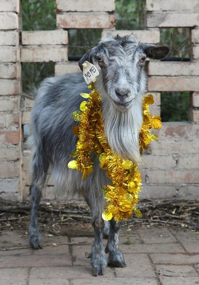 Une chèvre clonée fête son 15e anniversaire
