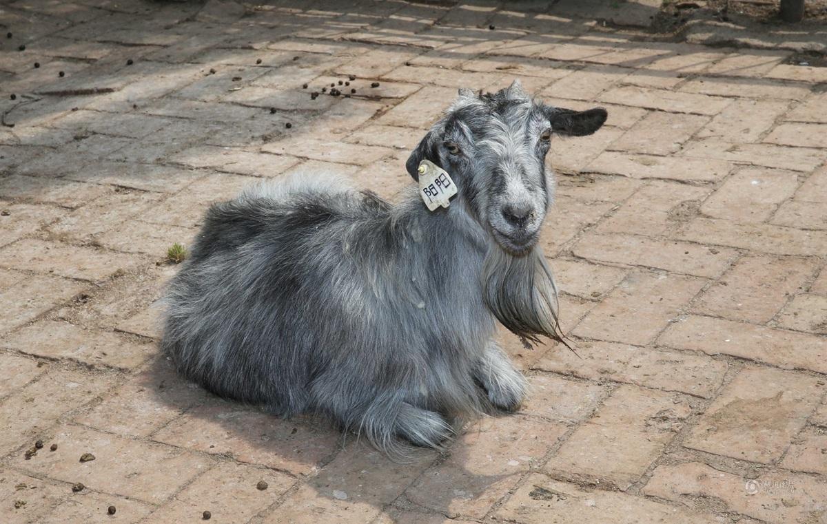 Une chèvre clonée fête son 15e anniversaire