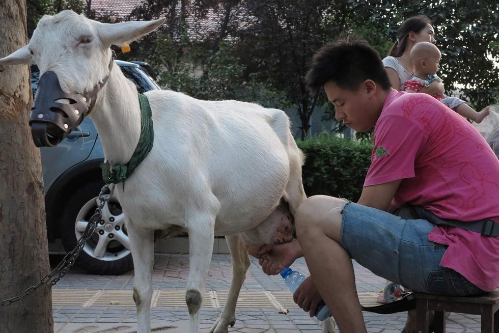 Un jeune couple connait le succès en vendant du lait de chèvre frais dans les rues de Xi'an