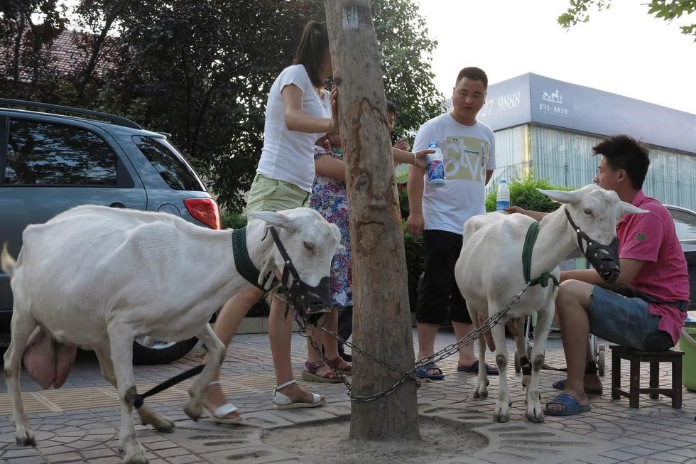 Un jeune couple connait le succès en vendant du lait de chèvre frais dans les rues de Xi'an