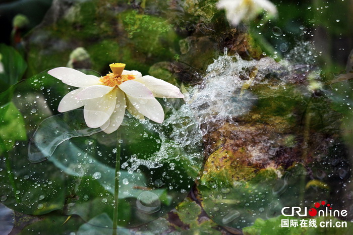 Fleurs de lotus pour une illusion parfaite 
