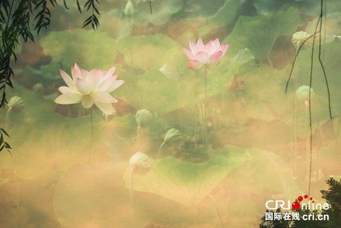 Fleurs de lotus pour une illusion parfaite 