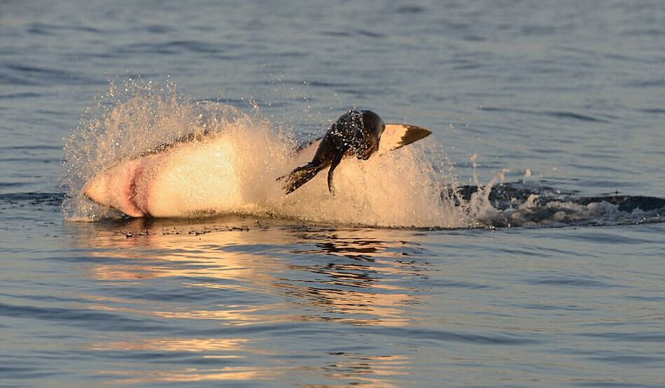 Scènes palpitantes d'un grand requin blanc chassant le phoque en Afrique du Sud