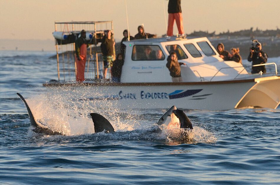 Scènes palpitantes d'un grand requin blanc chassant le phoque en Afrique du Sud