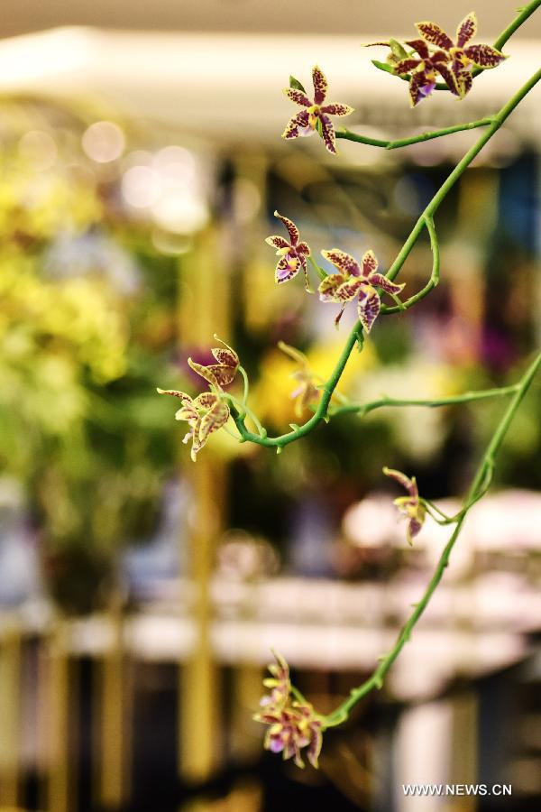 Une exposition d'orchidées débute à Bangkok