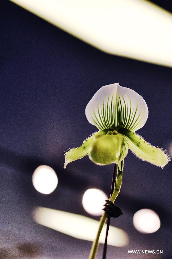 Une exposition d'orchidées débute à Bangkok