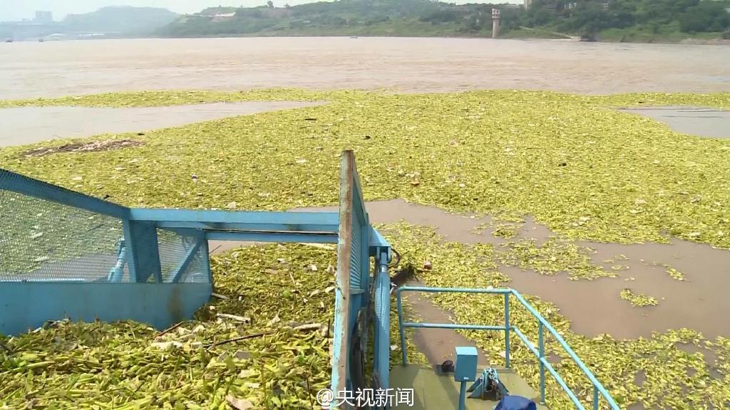 Le fleuve Yangtsé encombré par près de 10 000 mètres carrés de déchets flottants à Chongqing
