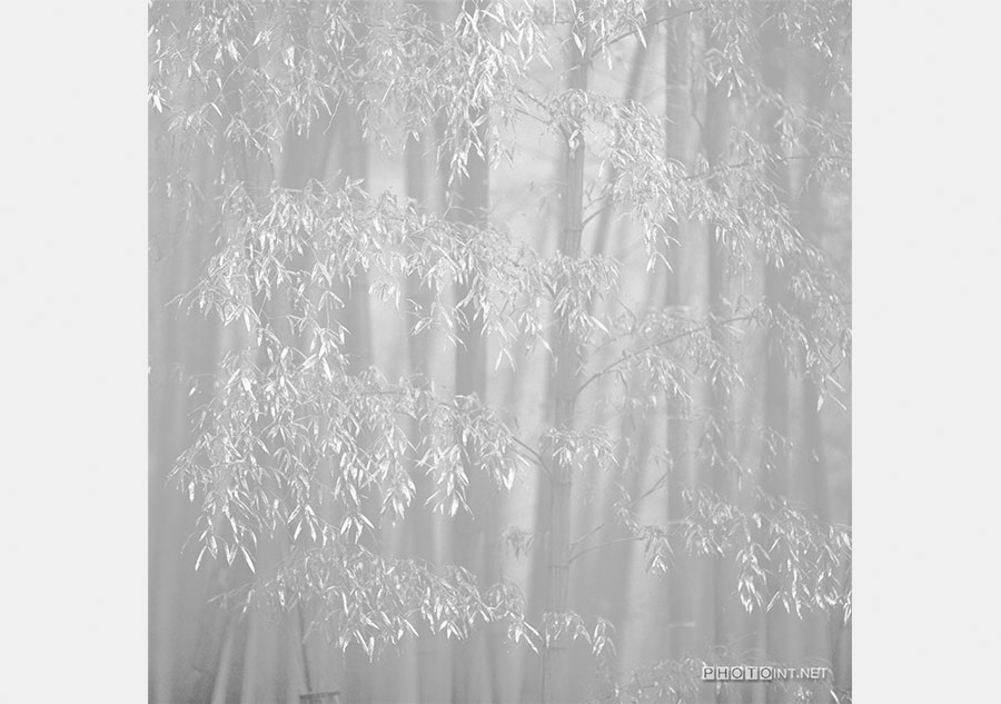 Mer de bambous, province du Sichuan, Chine, (2012).