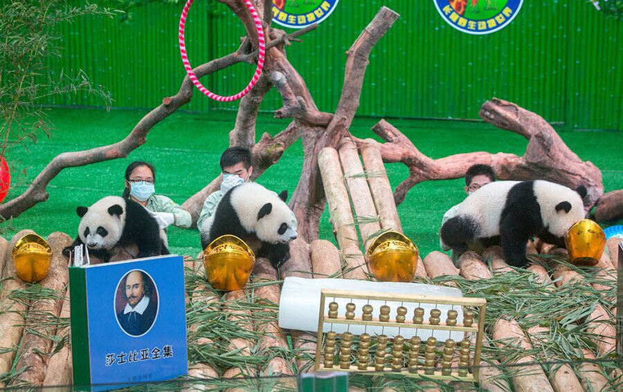 Des employés du parc déposent les pandas triplés sur un podium lors de la célébration de leur premier anniversaire au Chimelong Safari Park de la ville de Guangzhou, capitale de la Province du Guangdong, dans le Sud de la Chine, le 29 juillet 2015.