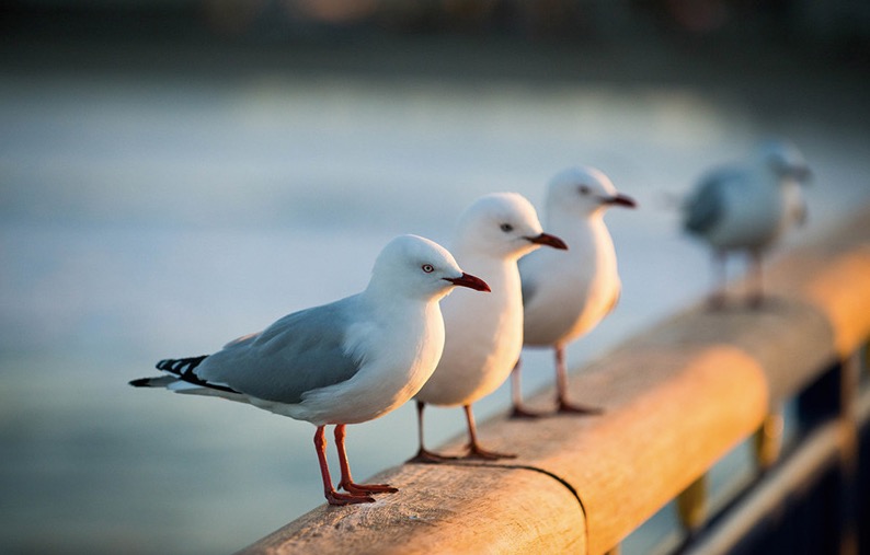 Des mouettes sur un quai de New Brighton (Nouvelle Zélande), le 22 mai 2015.