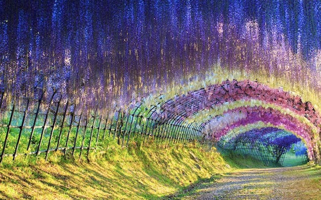 Un pergola de glycines de 100 mètres carrés à Kyushu (Japon), le 5 décembre 2014.