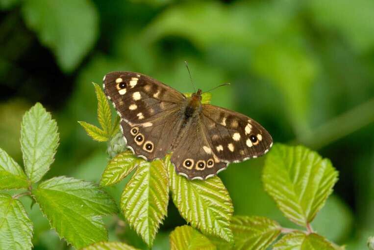 Les papillons pourraient disparaitre à cause du changement climatique
