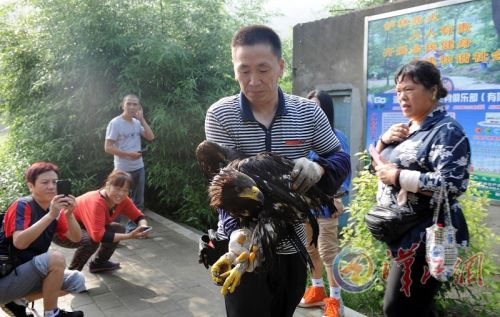 Au secours d'un aigle ravisseur