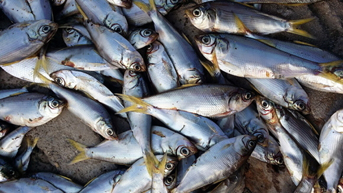 Tianjin : Morts en masse de poissons, une enquête est en cours