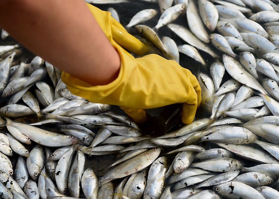 Tianjin : Morts en masse de poissons, une enquête est en cours