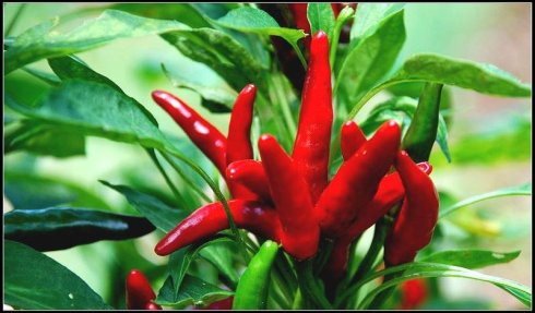 Manger pimenté comme les Chinois pourrait allonger la durée de vie