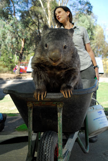 Le plus vieux wombat du monde en captivité rejoint le service de rencontres pour rechercher de l'amour