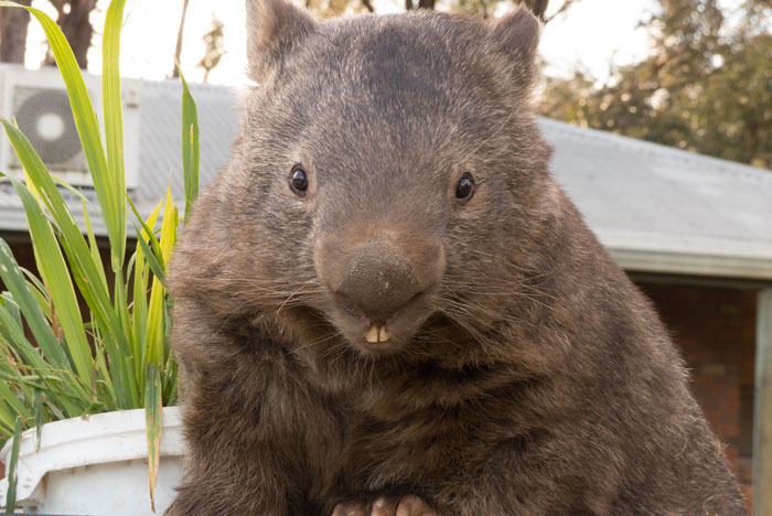 Le plus vieux wombat du monde en captivité rejoint le service de rencontres pour rechercher de l'amour