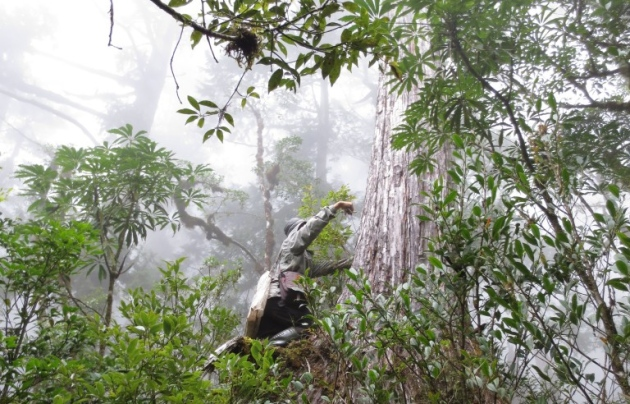 Il y a 3 000 milliards d'arbres sur Terre… et ils ont vraiment été comptés !