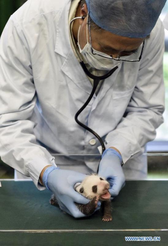 Un bébé panda re?oit des soins médicaux à Guangzhou