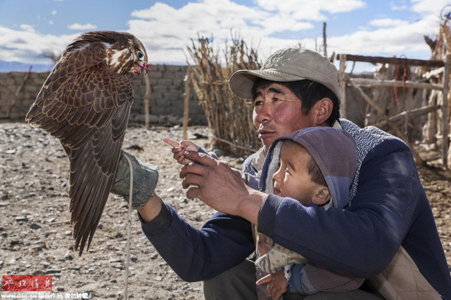 Mongolie: les 70 derniers dresseurs de faucons 