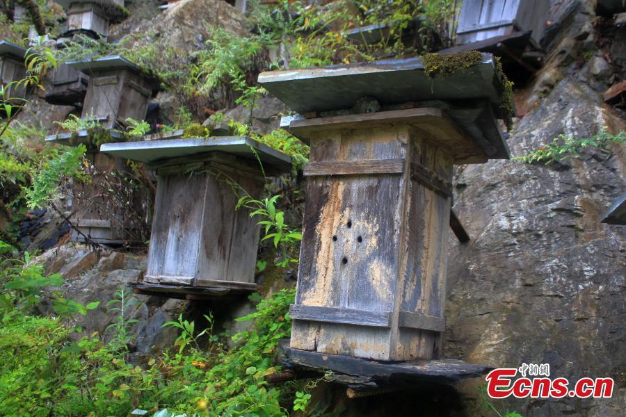 Vue saisissante d'un mur de ruches dans une réserve naturelle