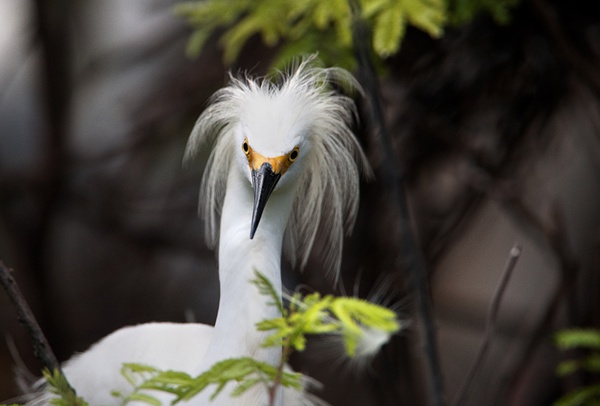 Présentation du film franco-brésilien Amazonia en Chine